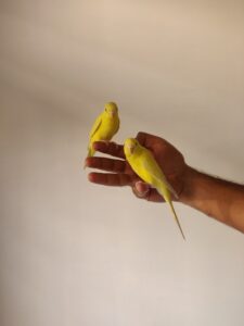 Canari au jardin des plantes