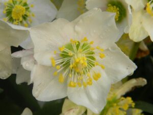 les hellebores niger