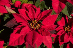 Le mythe du poinsettia