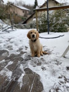 chouchouter son chien en hiver