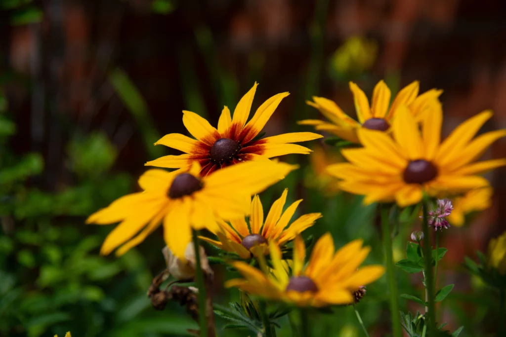 quelle fleur planter en septembre