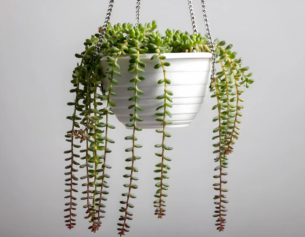 plantes grasses d'intérieur