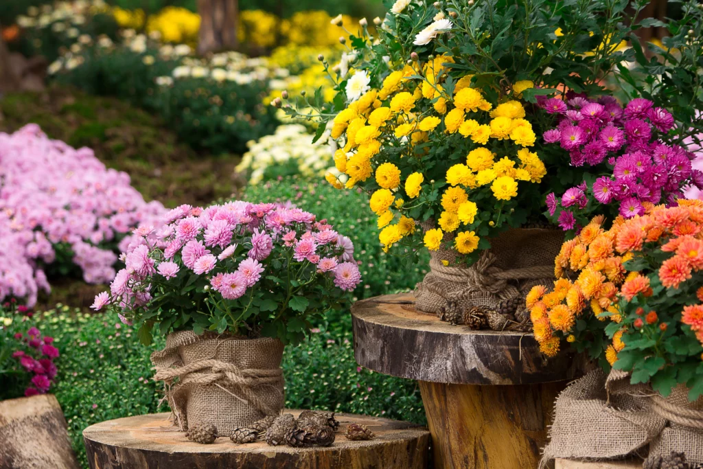 quelle fleur planter en septembre