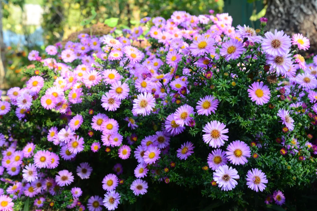 quelle fleur planter en septembre