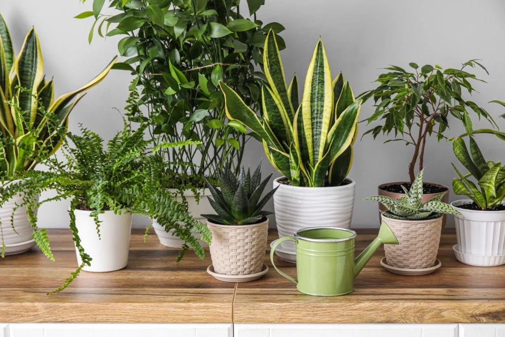 plantes grasses d'intérieur