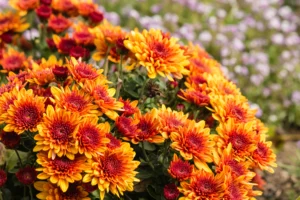 quelle fleur planter en septembre