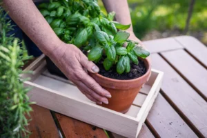 plantes aromatiques