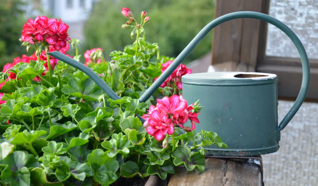 arroser les plantes en hiver
